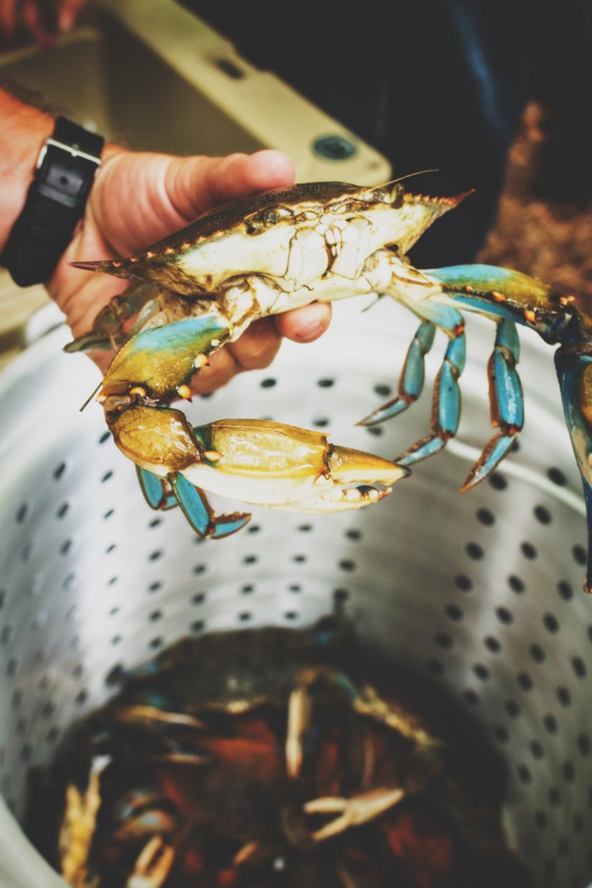 Fresh Blue Crab held in hand being placed into a steamer pot to be cooked. 