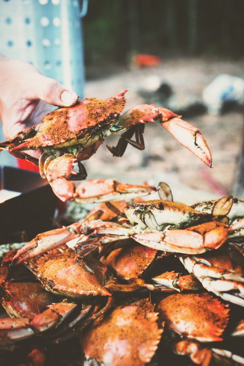 Hand picking up an Old Bay coated Steamed Blue Crab with a pile of steamed crabs beneath. 