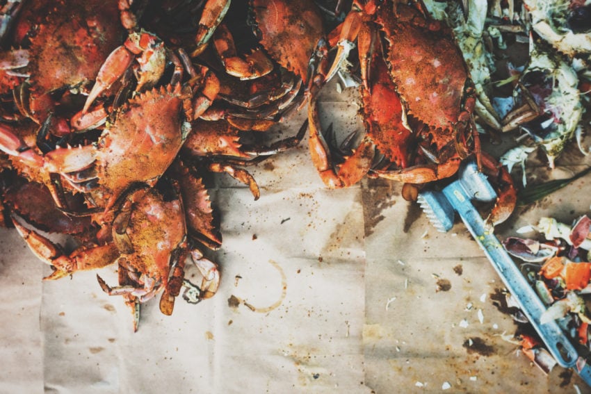 Steamed Blue Crabs on paper covered in old bay with a mallet near by. 