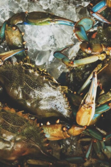 cropped-How-to-Steam-Fresh-Blue-Crabs-Kita-Roberts-GirlCarnivore.jpg