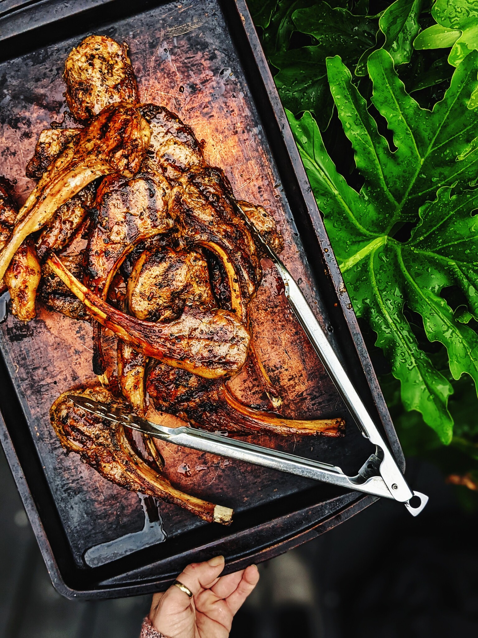 grilled lamb chops on baking sheet fresh off the grill. 
