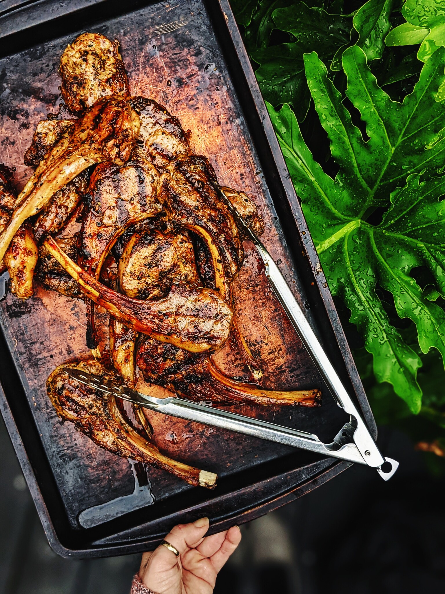 Hand holding platter of grilled lamb chops. 