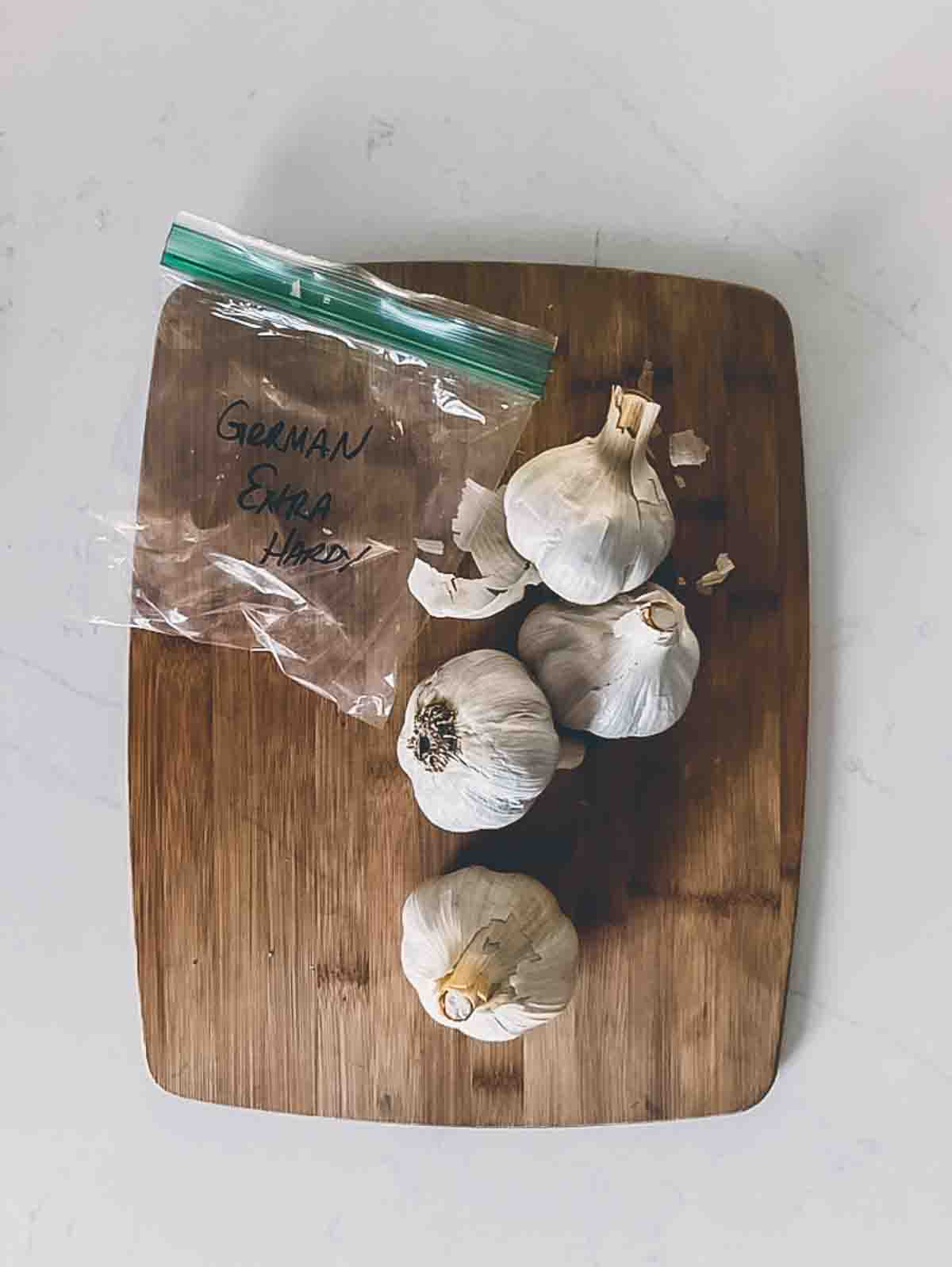 4 fresh heads of German Extra hardy garlic on a cutting board.