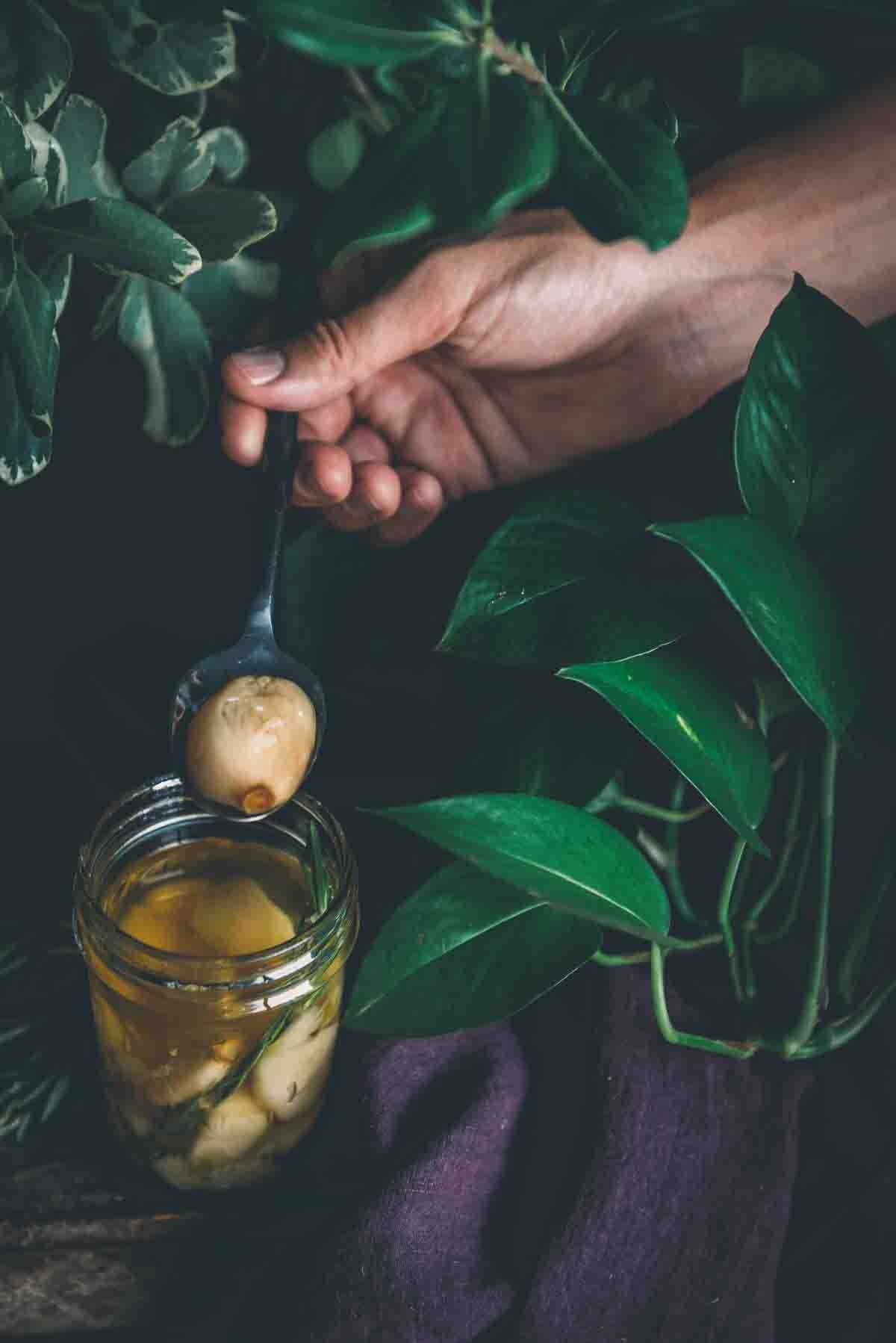 Hand holding spoon w/ confit garlic clove out of a jar.