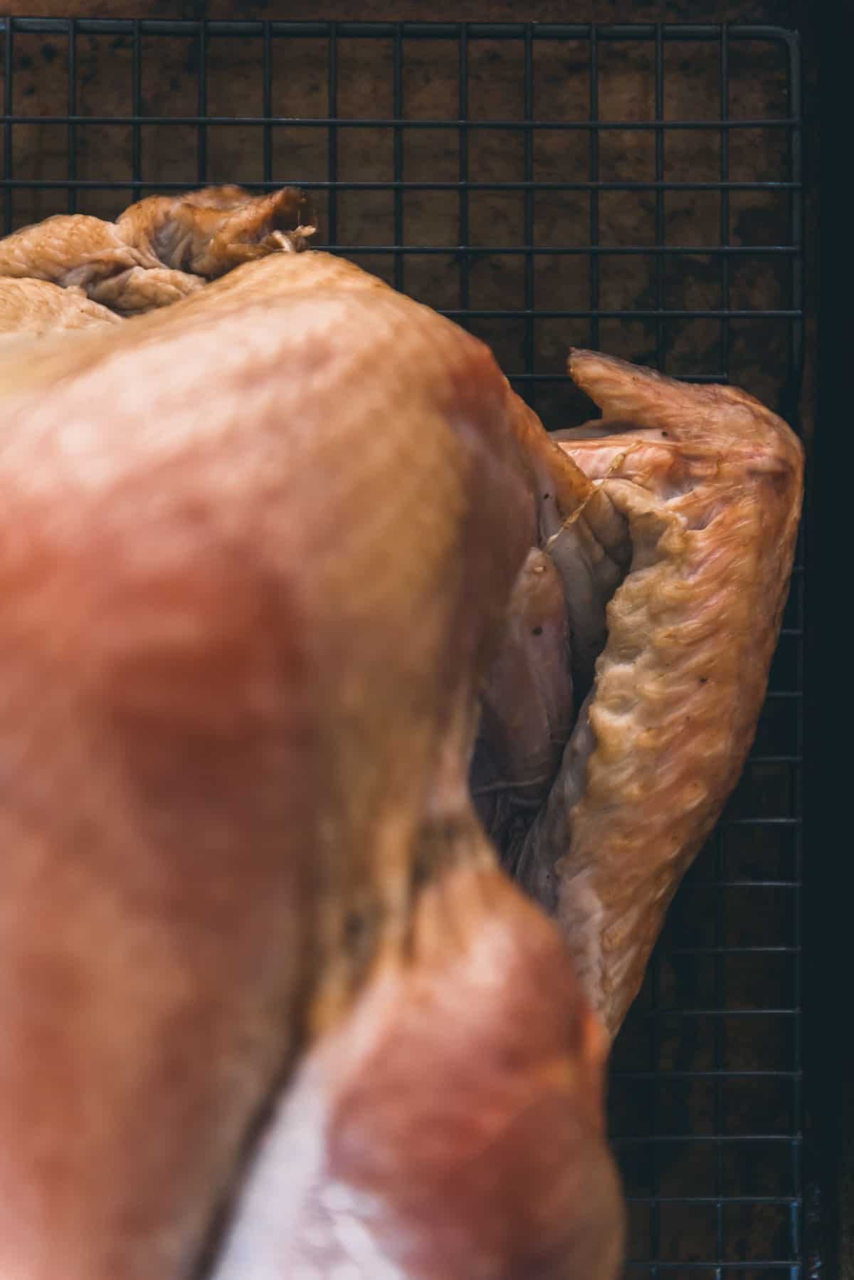 Overhead showing the wing tips tucked behind the body of the turkey.