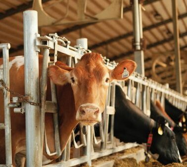 Several cows stand in feeding stalls inside a barn, with one brown cow looking directly at the camera. The barn has a high roof and natural light coming in.