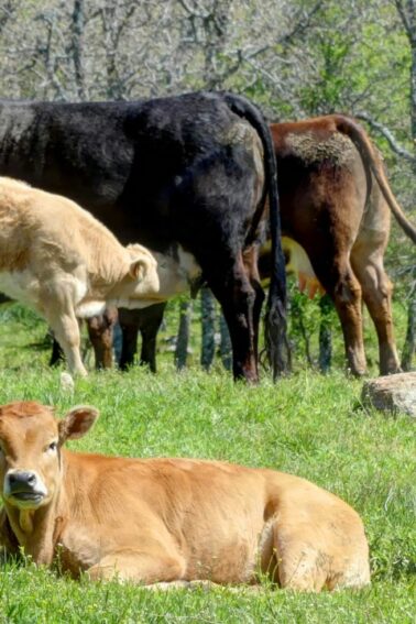 A group of cows and calves, including brown, black, and cream-colored ones, graze and rest on green grass in a field with bare trees in the background.